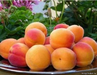 Шефтель цак алачир (Персик)